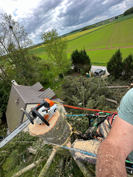 démontage arbre à GRAND CAMP